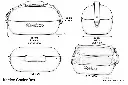 KEEICE-SKETCH LARGE.webp