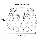 Measurements .webp