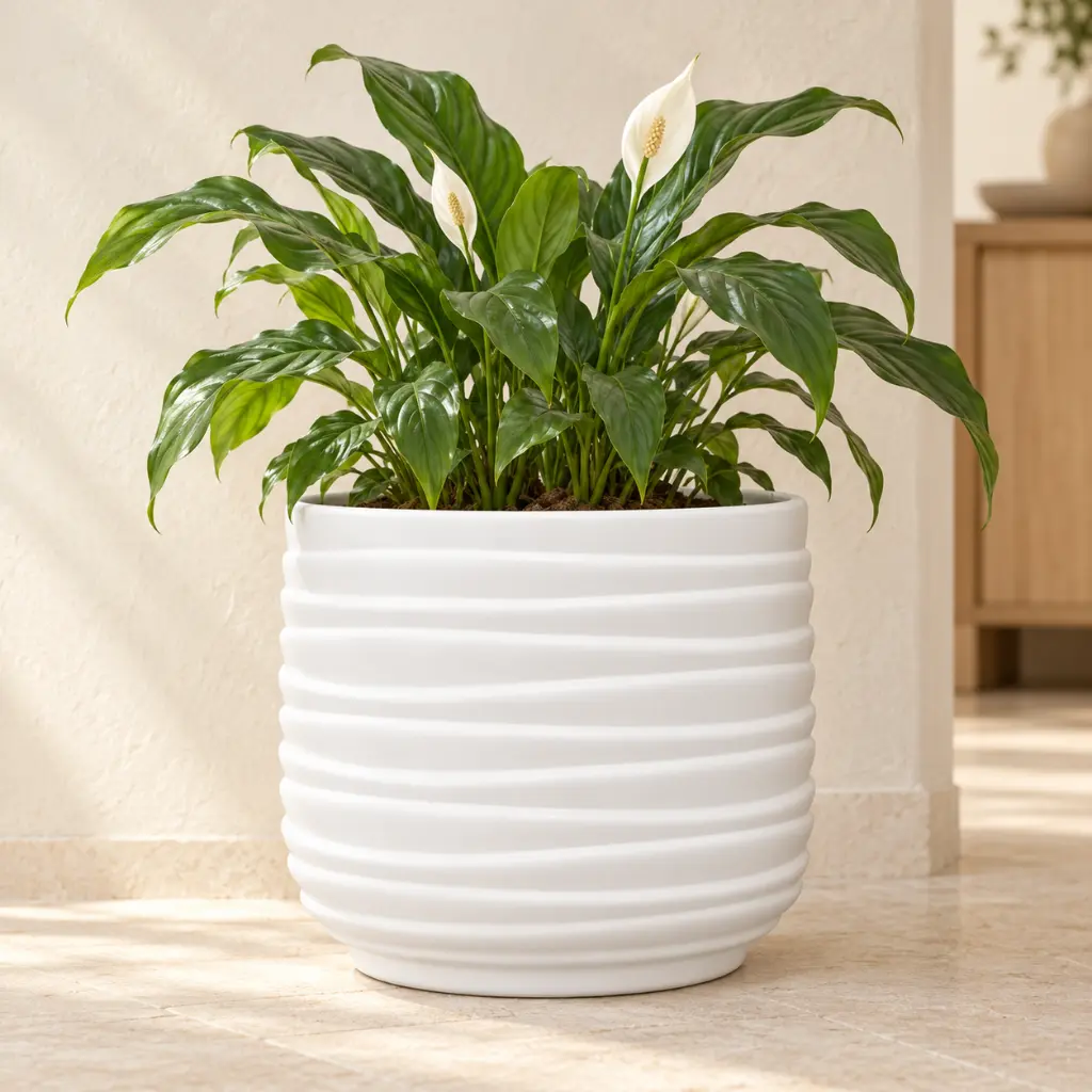White (2).webp