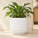 White (2).webp