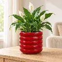 Red (2).webp
