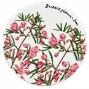 Coaster 9.5cm Botanic Gardens Boronia Pinnata - Maxwell & Williams DU0142