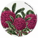 Coaster 9.5cm Botanic Gardens Telopea - Maxwell & Williams DU0143