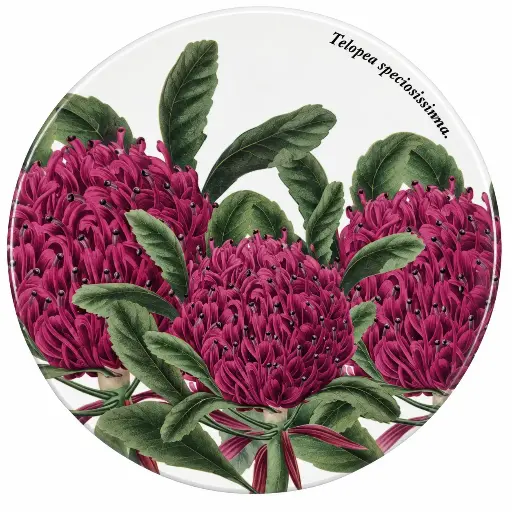 [RHD9894] Coaster 9.5cm Botanic Gardens Telopea - Maxwell & Williams DU0143