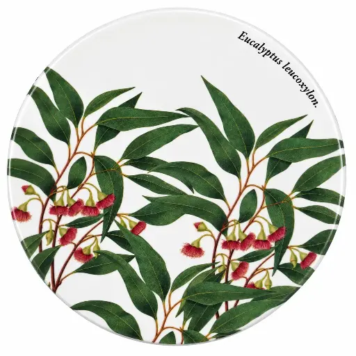 [RHD9896] Coaster 9.5cm Botanic Gardens Acacia Pycnantha - Maxwell & Williams DU0145